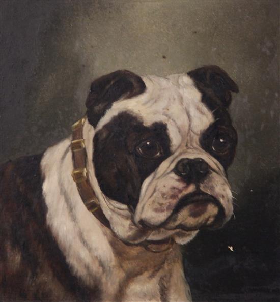 English School, Peggetty and Mischief, portraits of a Bulldog and St Bernard 9 x 9in.